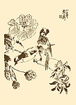 芥子园画谱 翎毛