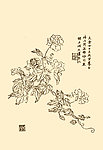 芥子园画谱 花卉
