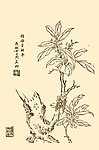 芥子园画谱 翎毛