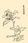 芥子园画谱 花卉
