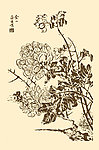 芥子园画谱 花卉