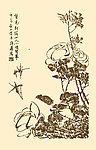 芥子园画谱 翎毛