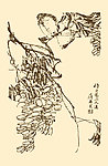 芥子园画谱 翎毛