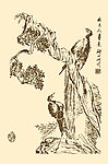 芥子园画谱 翎毛