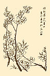 芥子园画谱 桃花