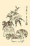 芥子园画谱 翎毛