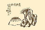 芥子园画谱 花卉