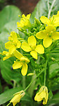 油菜花