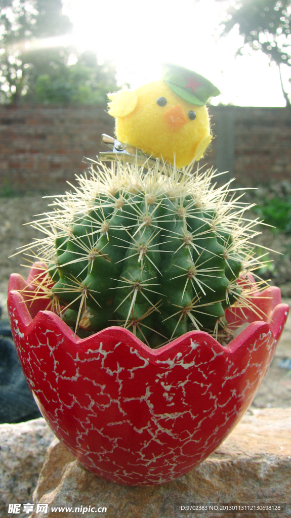 仙人掌