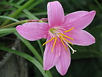 水仙花