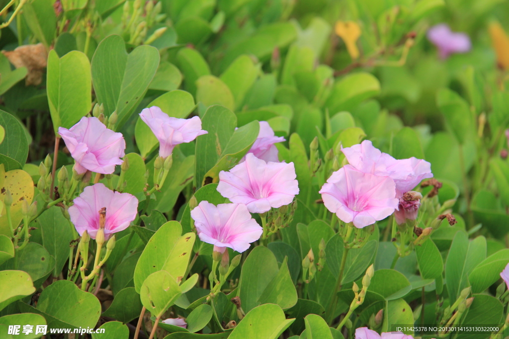 牵牛花