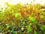 微距苔藓