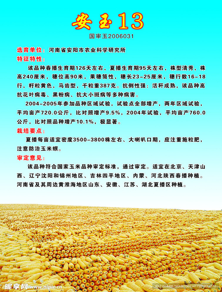 玉米