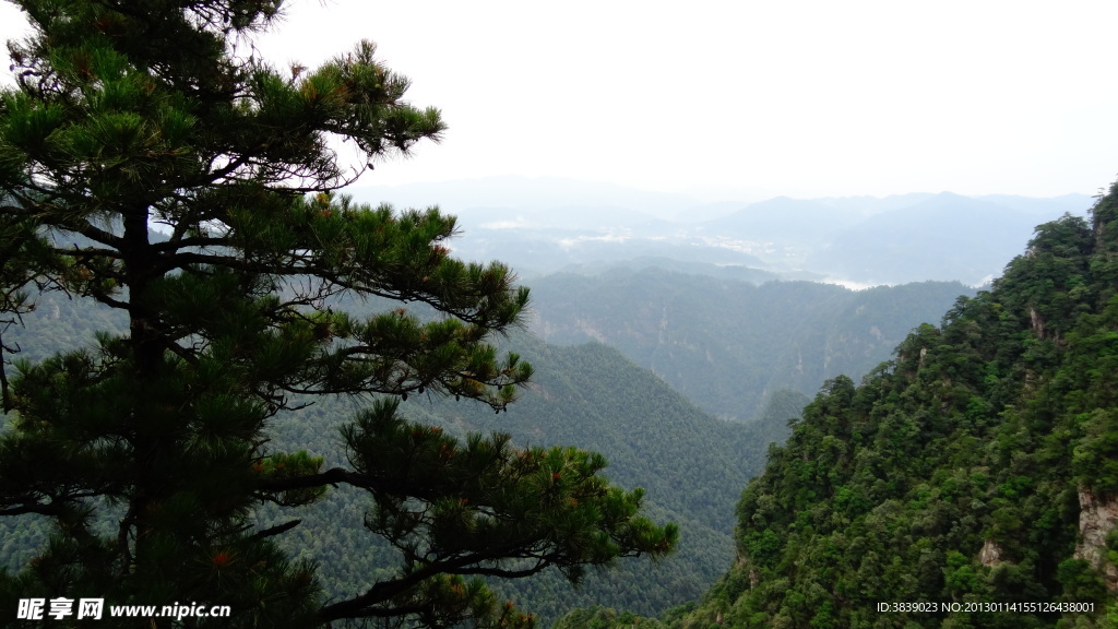 高山青松