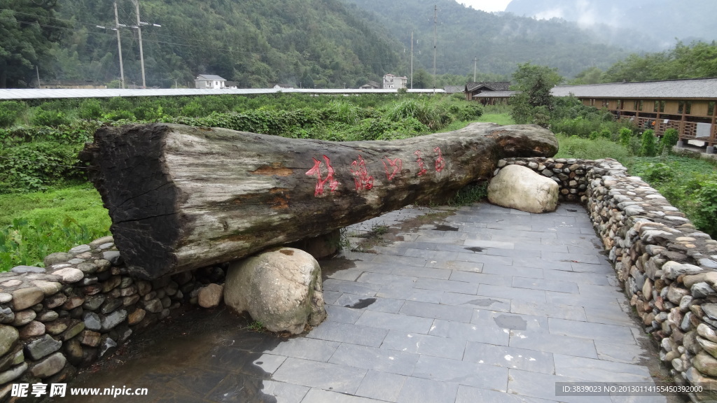 杜鹃山纪念树