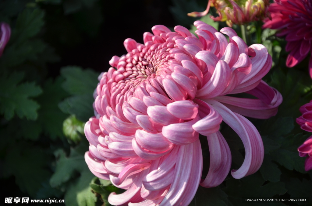菊花