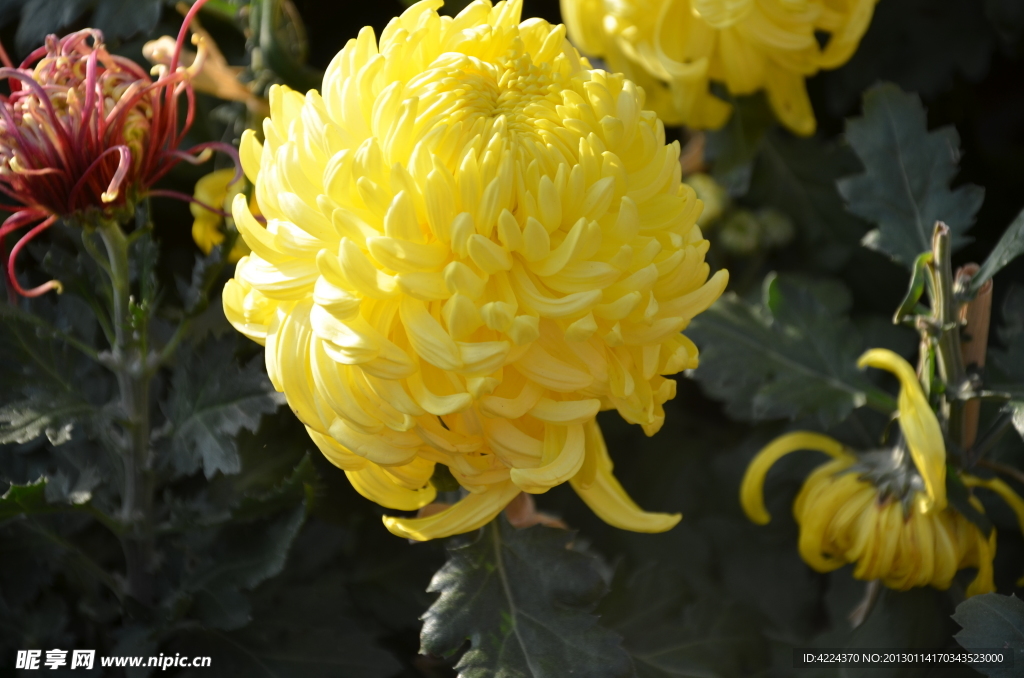 菊花