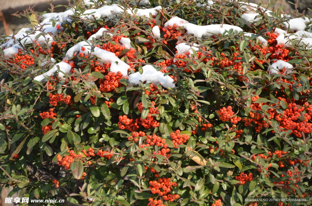 雪里火棘果