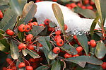 雪里火棘果