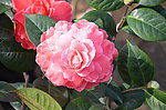 山茶