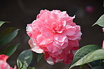 山茶