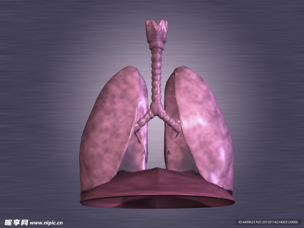 肺 肺呼吸