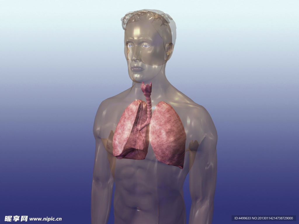 肺 肺气管