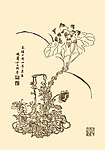 芥子园画谱 花卉