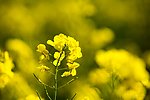 罗平油菜花