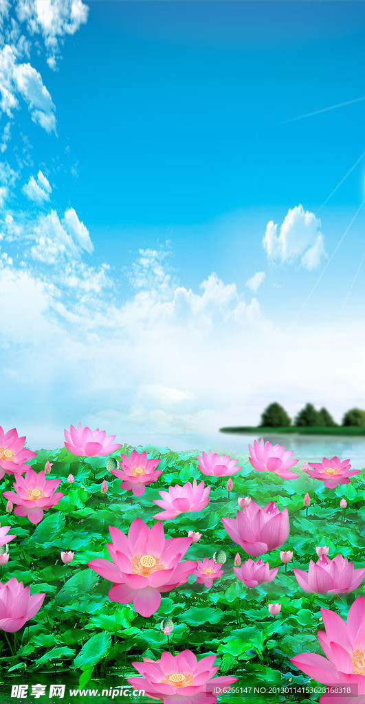 荷花 池塘