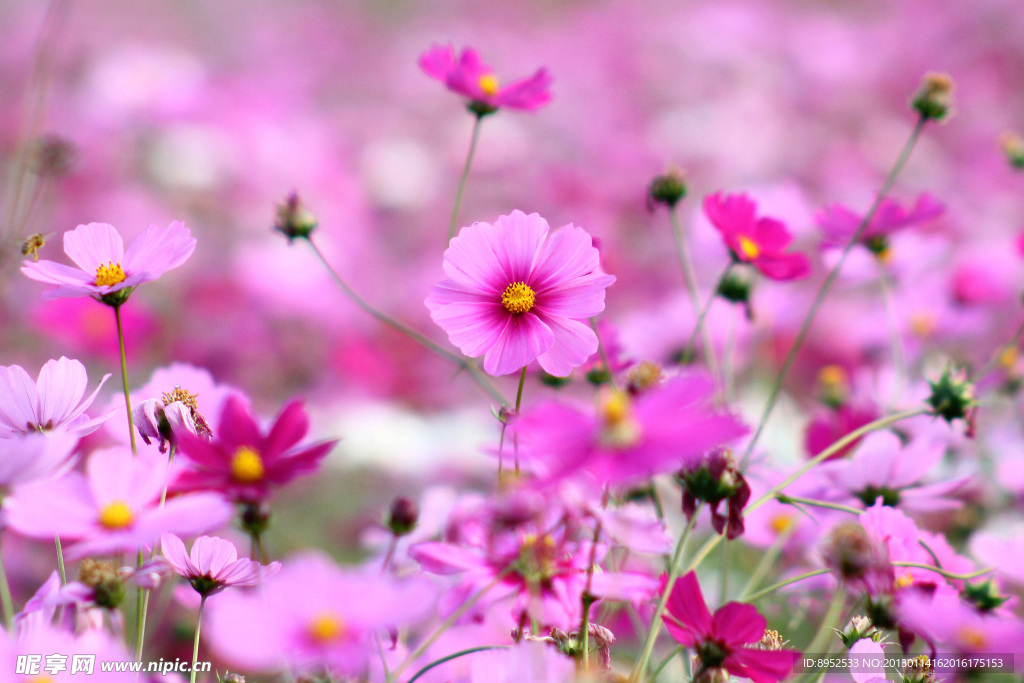 鲜花