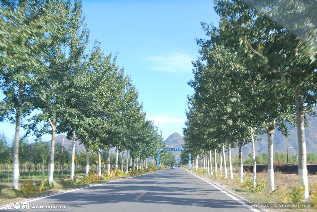 笔直 白杨树