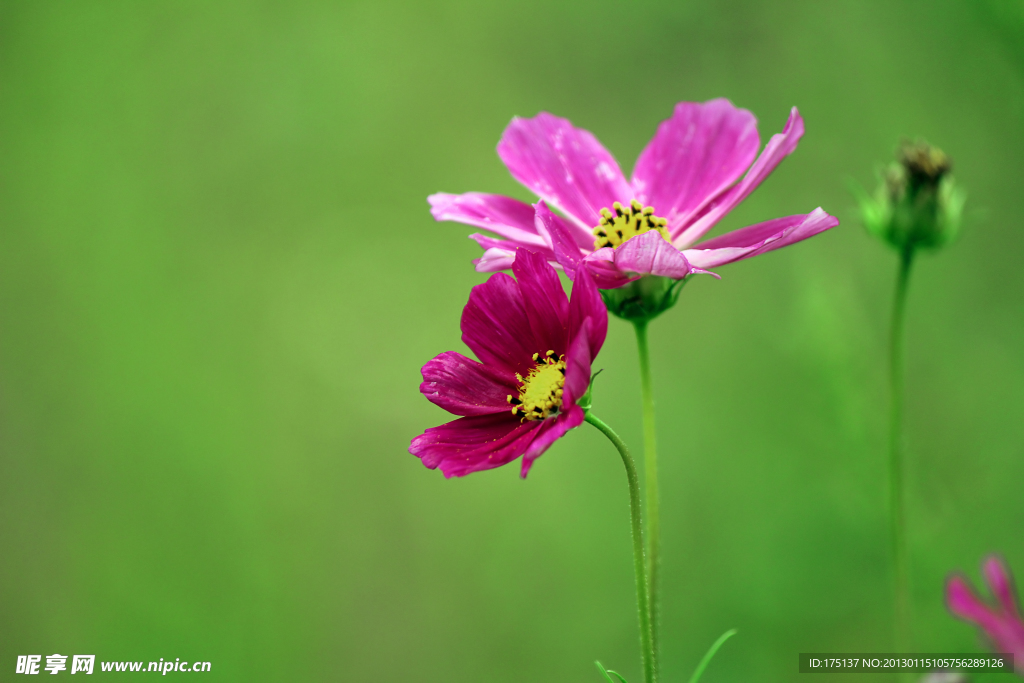 波斯菊
