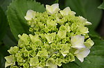 八仙花