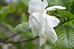 栀子花