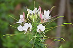 醉蝶花
