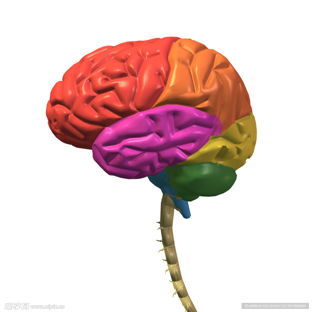 人脑 脑部结构