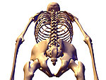 人体骨骼