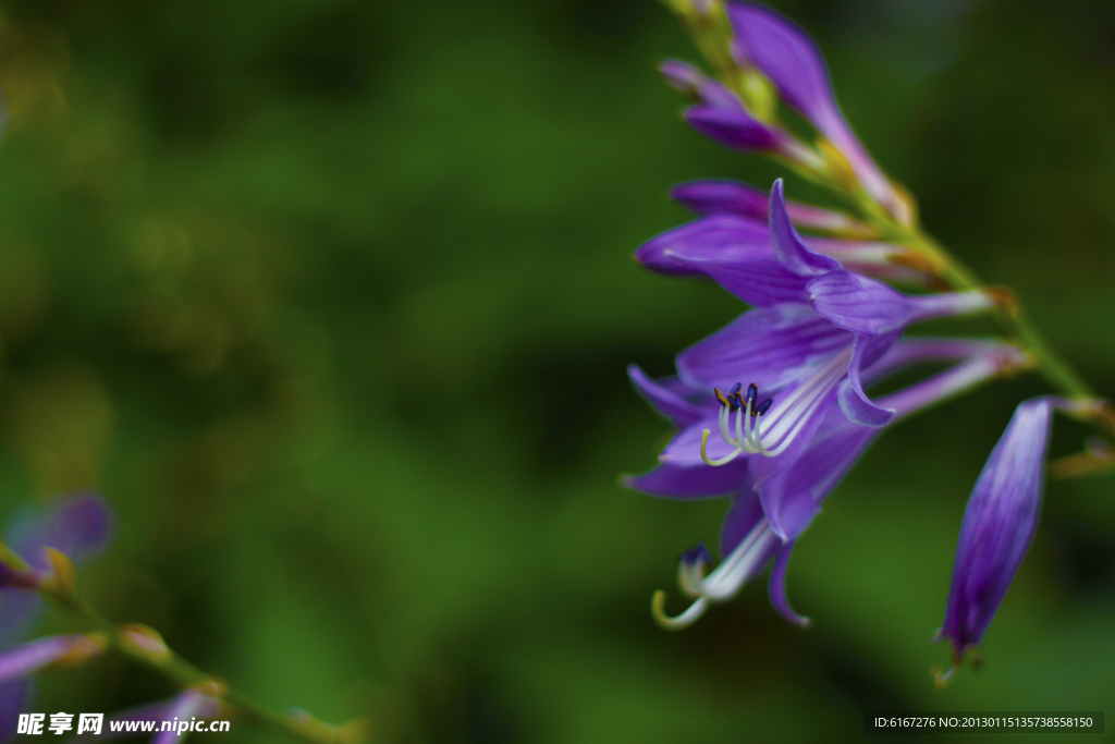 小花