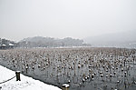 西湖风景