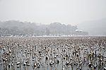 西湖雪景