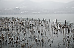 西湖雪景