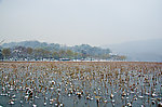 西湖雪景