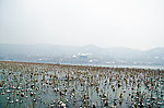 西湖雪景