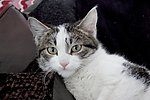 猫咪 可爱猫咪