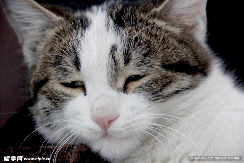 猫咪 可爱猫咪