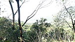 枯树枝