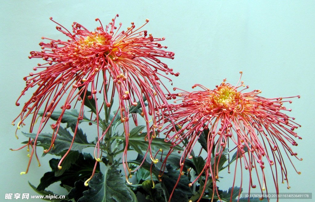 菊花