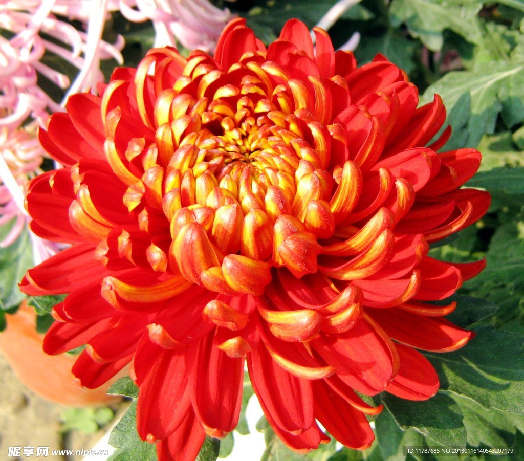 菊花
