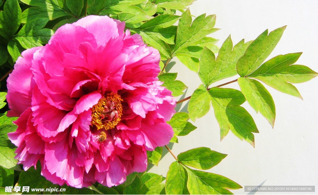 芍药